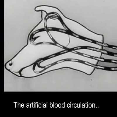 In 1940s, Russian scientists kept a dog’s head alive for a few hours.