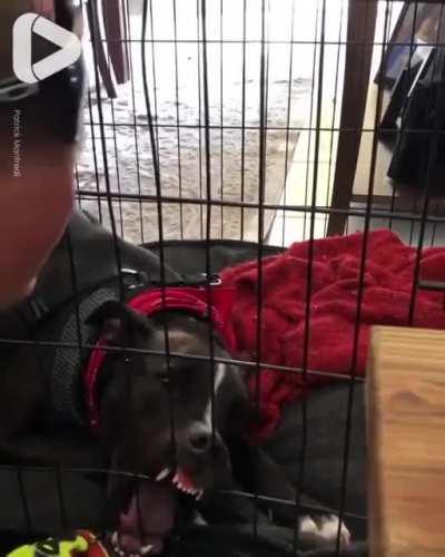 Firefighter helps free a dog that got her teeth stuck in the cage