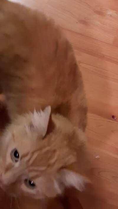 Alex demanding to go outside