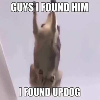What's updog?