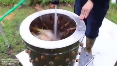 Poultry plucker de-feathering a chicken using rubber fingers