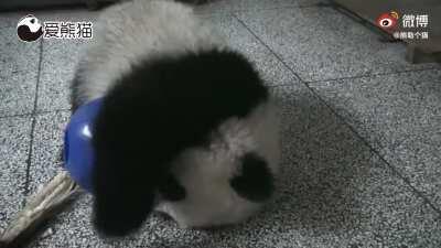 A panda a day keeps the sorrow away