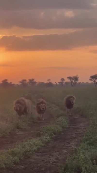 The three impressive golden boys, Rollo, Rasta, and Kaka, announcing their presence on a territorial patrol with powerful roars, i'm glad to see these strong, healthy boys.