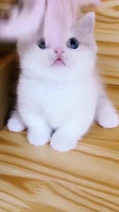 The kitten is cute 😍