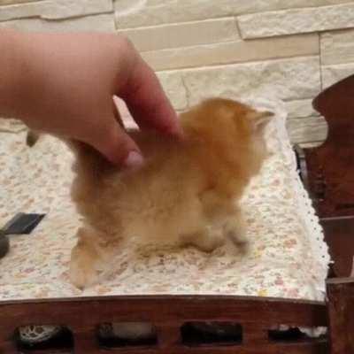 What a tiny lil thing! The size of a hand it seems!!