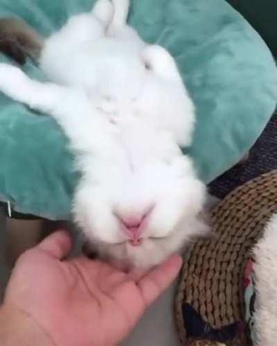 Cute and lazy kitten