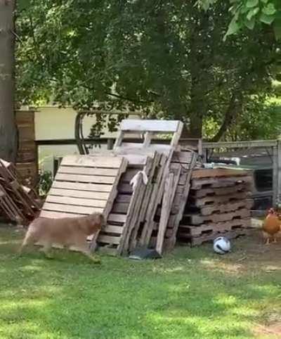 A dog and a chicken having fun