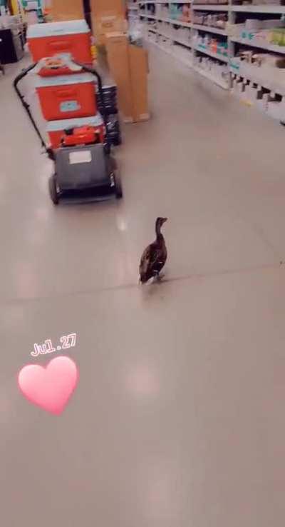 I caught a duck on the overnight shift and it goes everywhere.