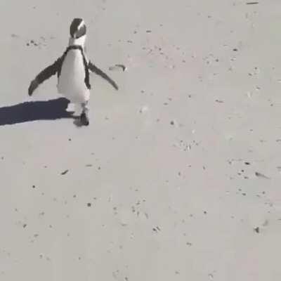 Penguin chasing a BIRB