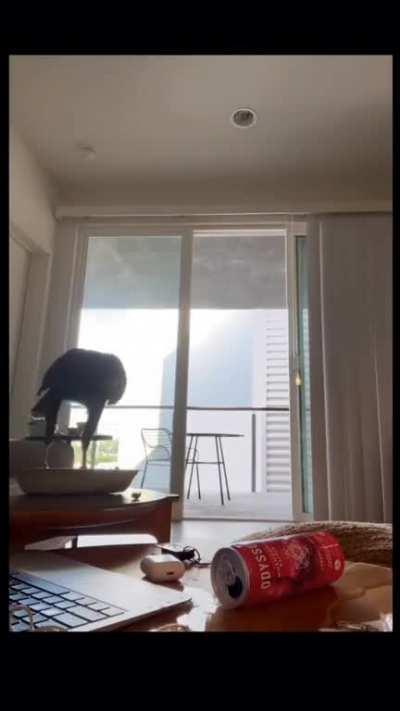 An unexpected visitor