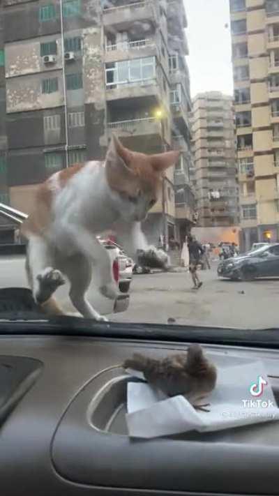 to hunt a bird