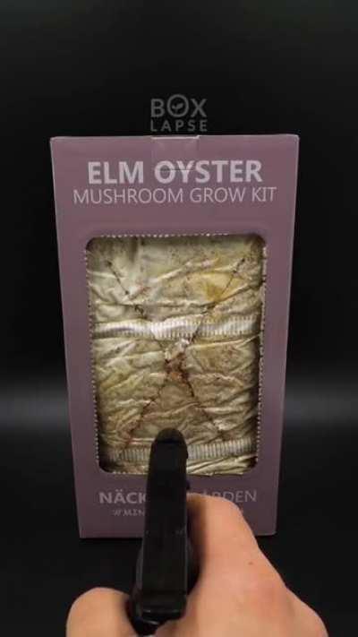 A Timelapse of a mushroom grow kit
