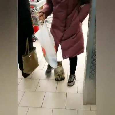 I am Cat; I pose, Pesky Humans ! 🐈