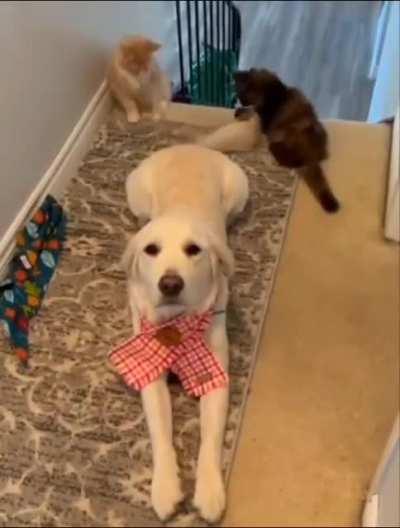 Hitcats on the new training simulator