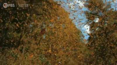 Some monarch butterflies winter as far south as Mexico each year, and then they migrate back to the US and Canada, taking advantage of the bloom cycle along the way. Here we see the moment the butterflies embark en masse on their long journeys, some foota