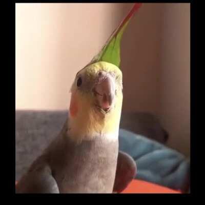 Cockatiel playing Saria's Song (Lost Woods) from Ocarina of Time.