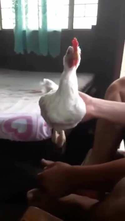 Chicken Head Stabilization
