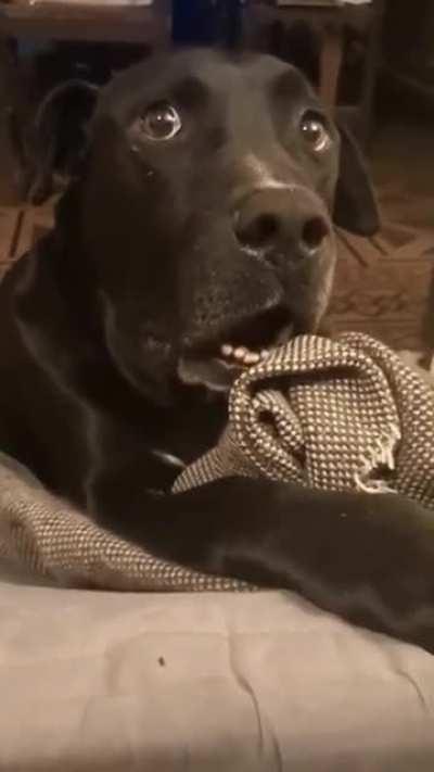 Vc viu q a cachorra do vizinho tá grávida?