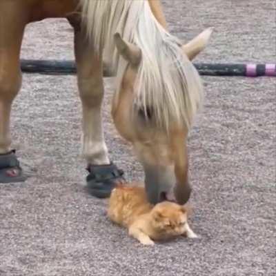 Sophisticated wunk enjoying a day in the wunker spa. 