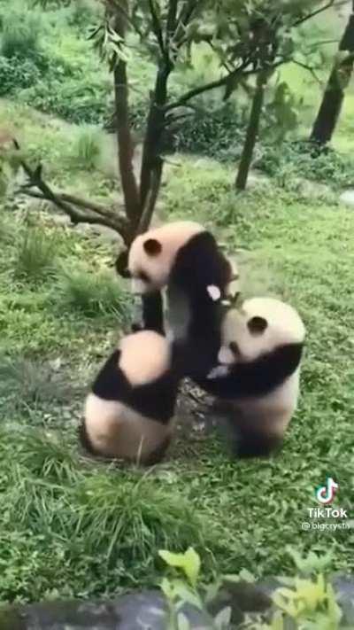 Funny panda fail!