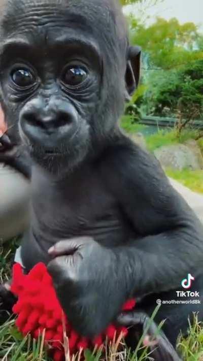 baby silverback gorilla