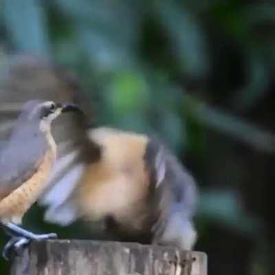 Bird trying to impress a female