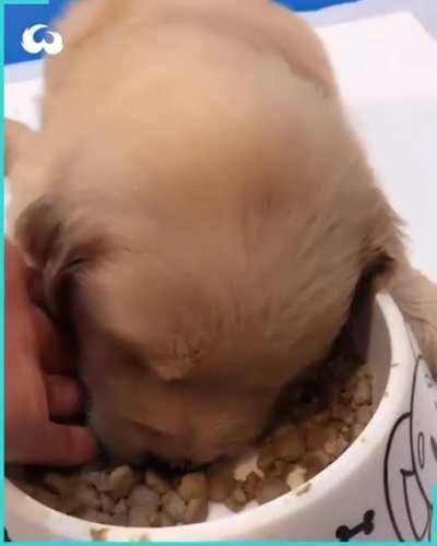 Наелись и спят