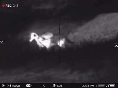 Coyote attempts to kill a man's sheep and he drops it with a Pulsar thermal.