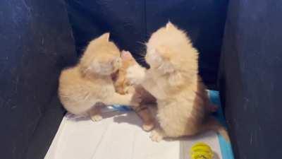 Prison fight! Mango, Cheeto and Dorito are temporarily in a box prison because they are not letting their sister Papaya nurse enough. Will not get our early for good behavior