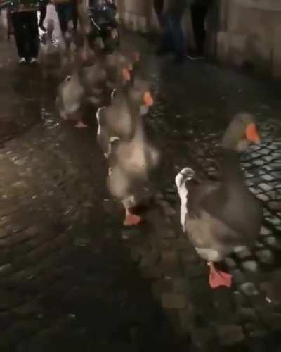 The best parade in history