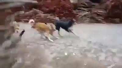 Now they know how it feels like