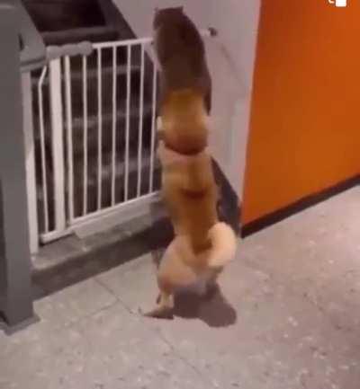 To climb over a safety gate…