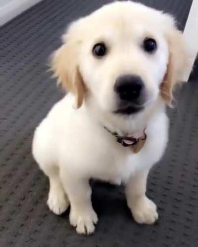 His name is Milo and he’s a good boi