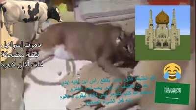 funny cat with big ears