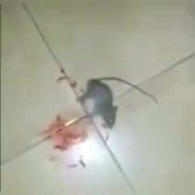 Eu ri pra caralho disso