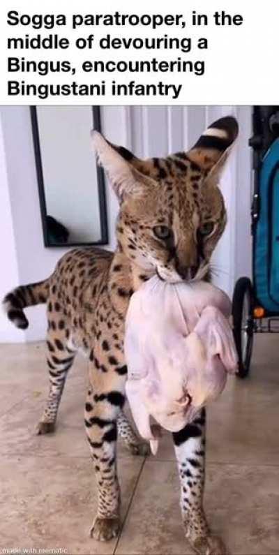 He will be awarded with an Iron Cross for his bravery