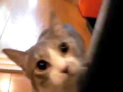 When you see Ghostface stalking (follow-up to u/Termsoe's post)