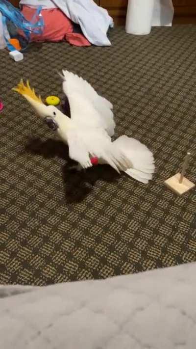 I don’t think that’s how you play the xylophone