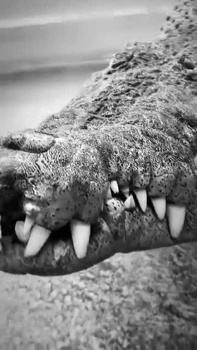 🔥 Big Crocs look so metal!