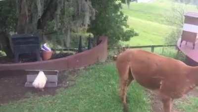 To steal the chooks food..... 