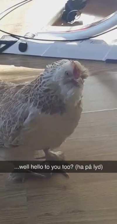 You forgot to give me my mealworms. Let me gently remind you. (sound)