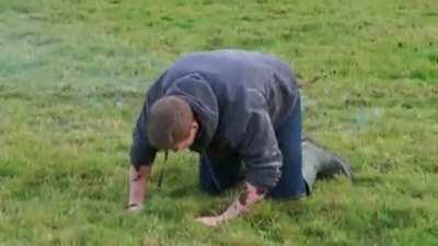WCGW Cow poop and a firework
