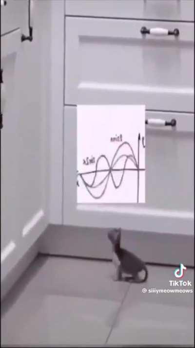 Gatos burros mas fofos