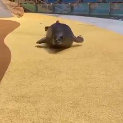 the 2022 f1 cars down the straights