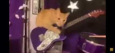 Kitty morgue since that one dude posting cm music over random shit