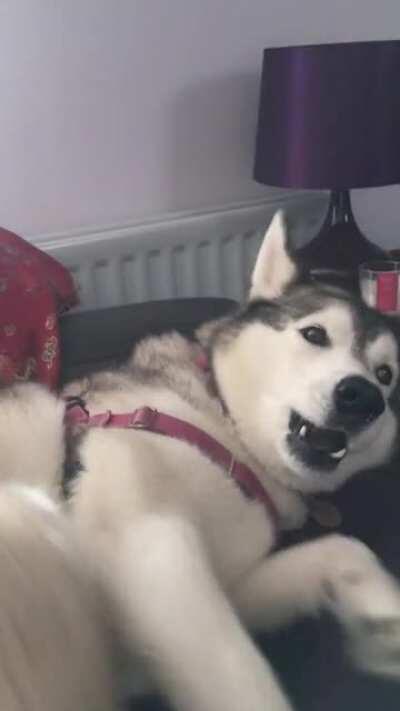 I stopped petting her for a second...