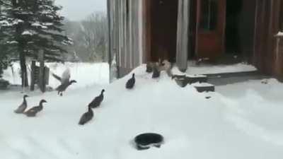 Ducks changing their minds