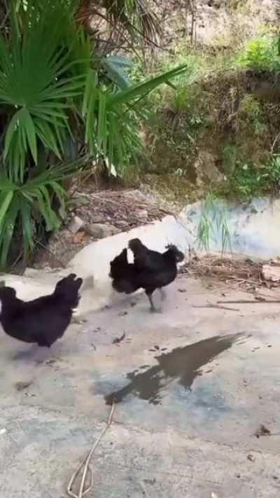 In bird culture thats considered a dick move