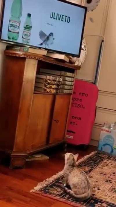 Watching documentaries