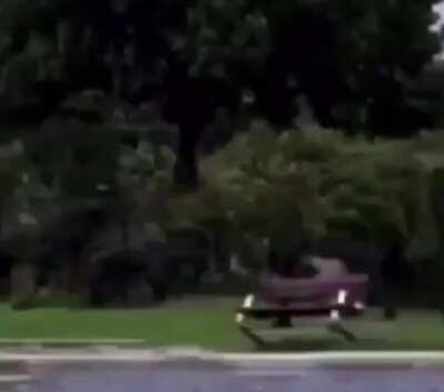 perro gracioso se fue esperemos que reaparesca un algun lugar bonito